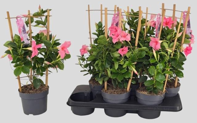 <h4>MANDE SUN CR PINK</h4>