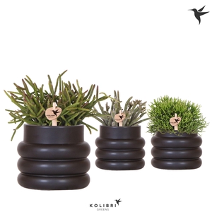 Kolibri Greens Rhipsalis mix in Bubble pot black
