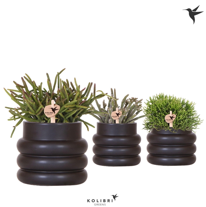 <h4>Kolibri Greens Rhipsalis mix in Bubble pot black</h4>