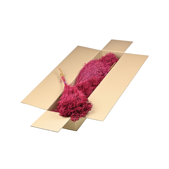 <h4>Broom Bloom Bunch Sb Cerise</h4>