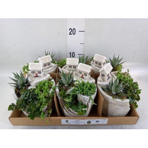 Arr.   Kamerplant Groen L%