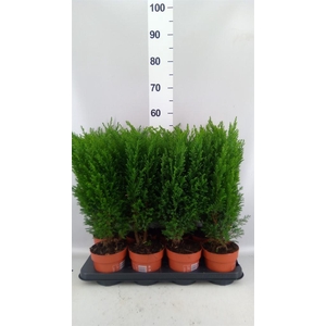Chamaecyparis laws. 'Ellwoodii'