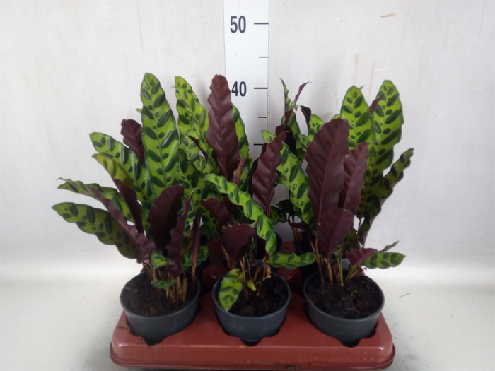 <h4>Calathea lancifolia</h4>