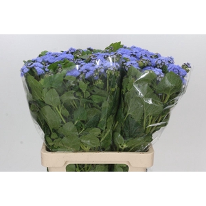 Ageratum Blue Planet