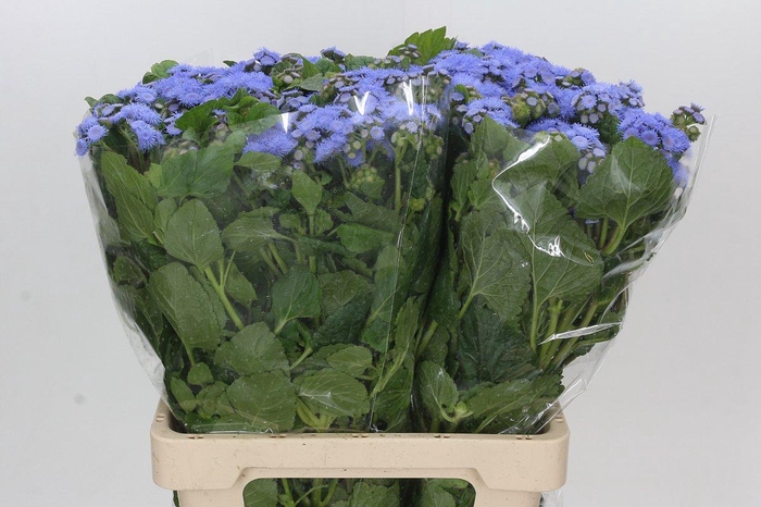 <h4>Ageratum Blue Planet</h4>