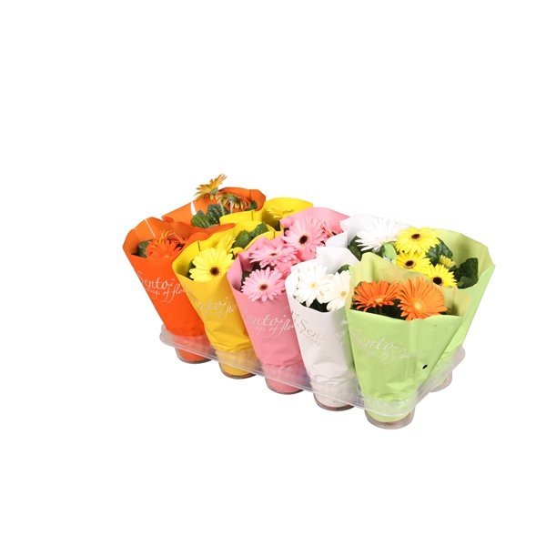 <h4>Gerbera Tisento Pasen Mix</h4>