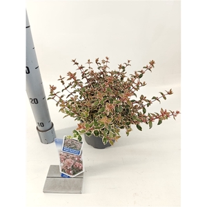 Abelia grandiflora Magic Daydream ('Opstal 103'PBR)
