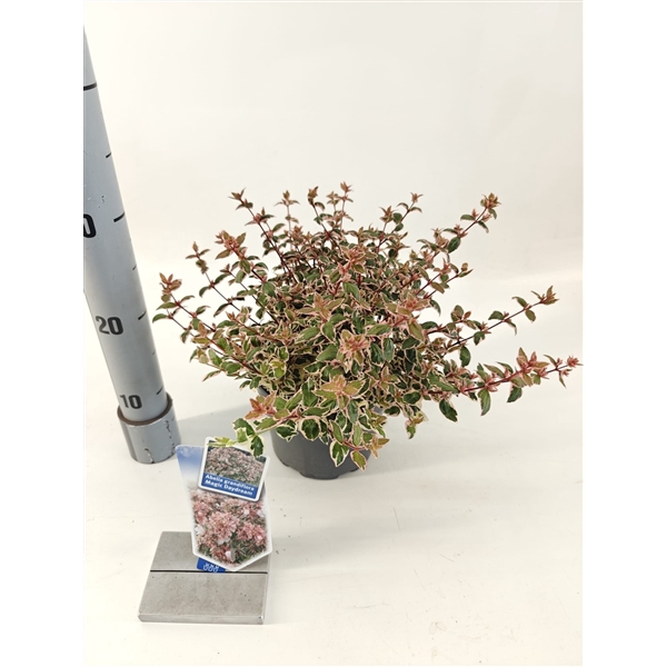 <h4>Abelia grandiflora Magic Daydream ('Opstal 103'PBR)</h4>