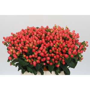 Hypericum Magical Royal Princess