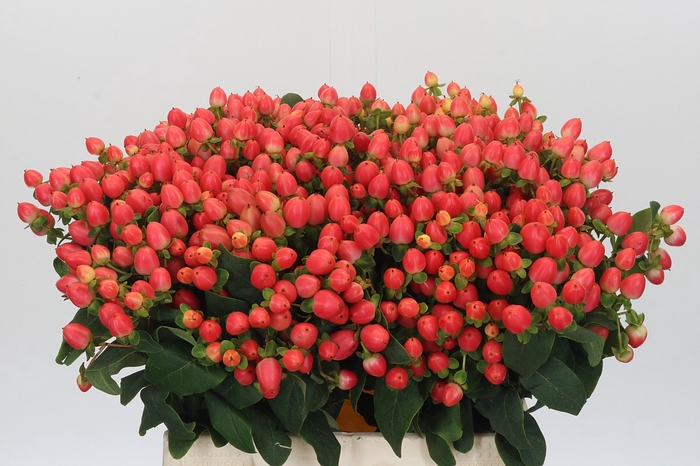 <h4>Hypericum Magical Royal Princess</h4>