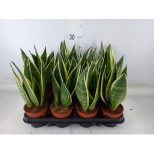 Sansevieria trifa.   ...