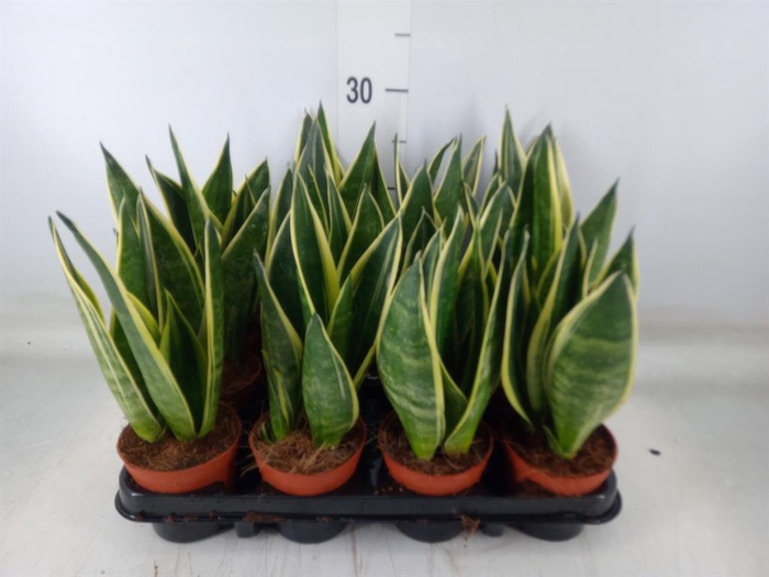 <h4>Sansevieria trifa.   ...</h4>