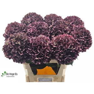 HYDR M MAG RUBY CL P