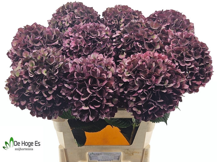 <h4>HYDR M MAG RUBY CL P</h4>