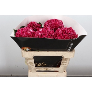 Hydr Wx 50cm Cerise
