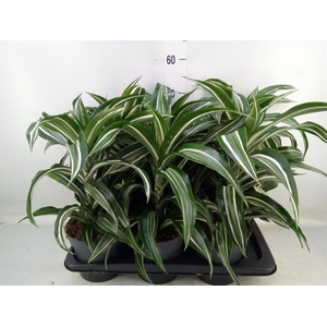 Dracaena frag. 'Jade Jewel'