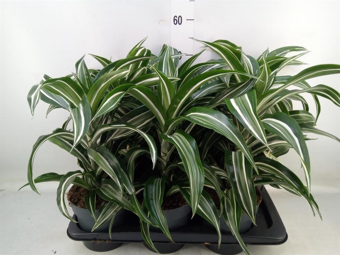 <h4>Dracaena frag. 'Jade Jewel'</h4>