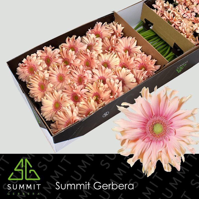 <h4>Gerbera Pasta Rosata Doos</h4>