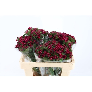 Di Barb Breanthus Jolly Purple Pink