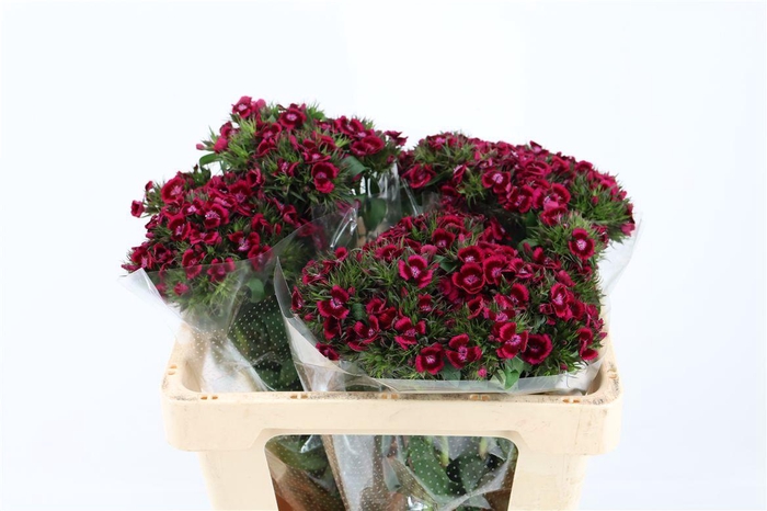 Di Barb Breanthus Jolly Purple Pink