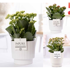 Kalanchoe mix in P&PUREIvy ceramics shiny white
