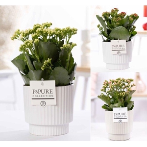 Kalanchoe mix in P&PUREIvy ceramics shiny white