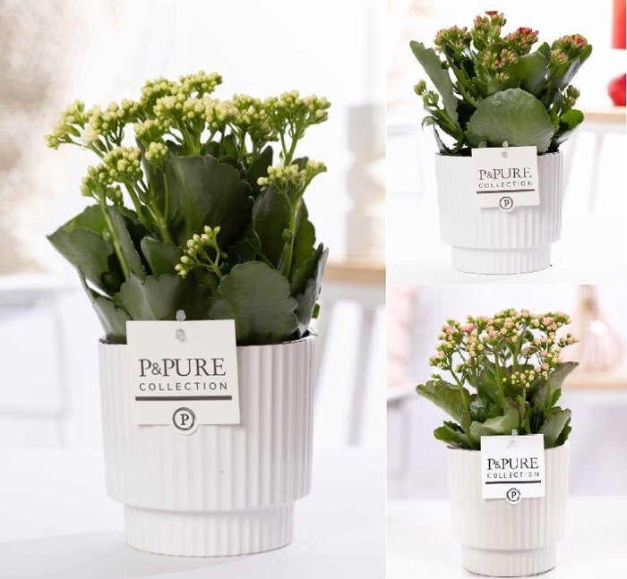 <h4>Kalanchoe mix in P&PUREIvy ceramics shiny white</h4>