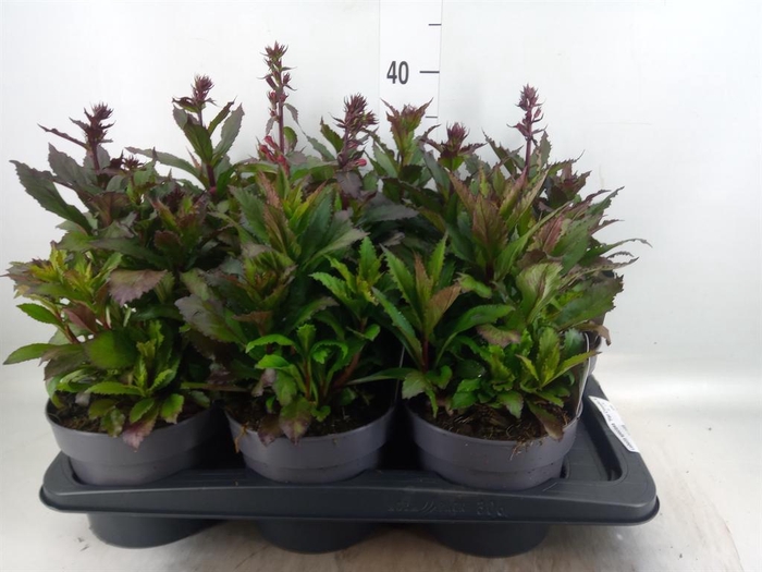 <h4>Lobelia speciosa 'Fan Cinnaba Rose'</h4>