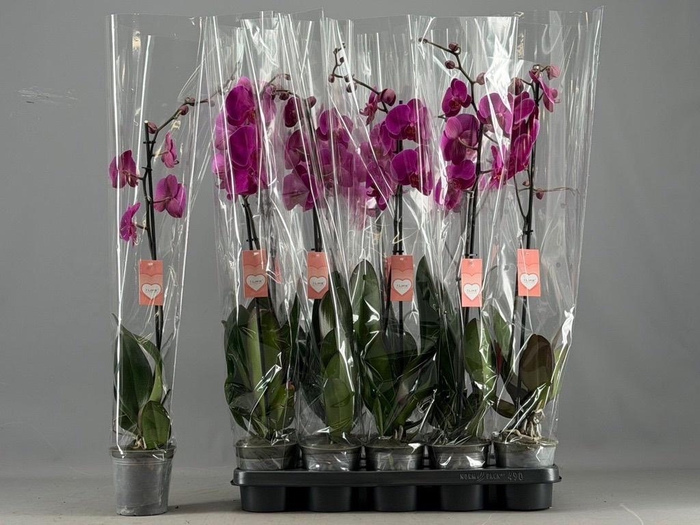 <h4>PHAL OV PAARS</h4>