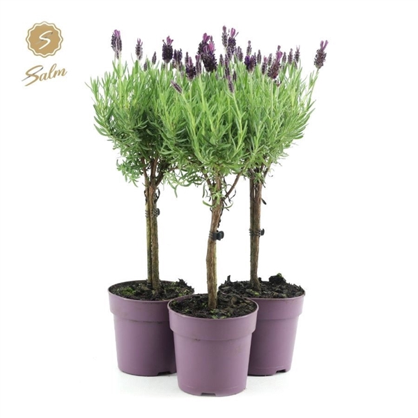 <h4>Lavandula st. 'Anouk'® Collection Stem P12</h4>