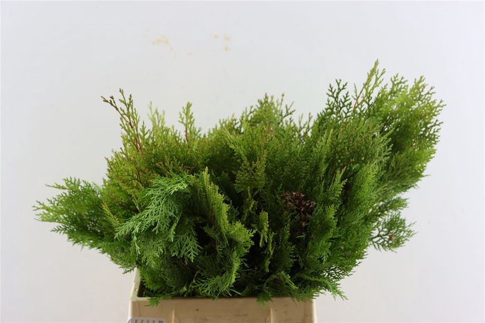 <h4>Chama Thuja Yellow Elegantissima</h4>