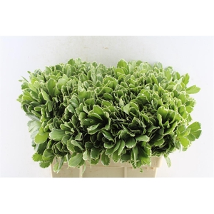 Pittosporum Ilan