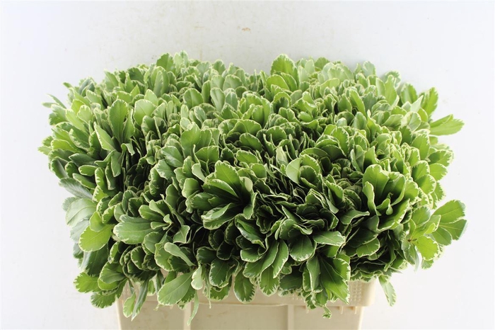 <h4>Pittosporum Ilan</h4>