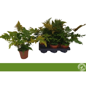 DRYOPTERIS ERYTHROSO