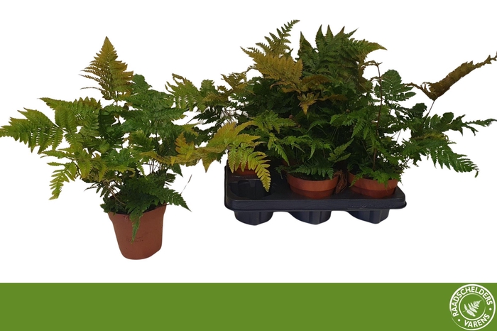<h4>DRYOPTERIS ERYTHROSO</h4>