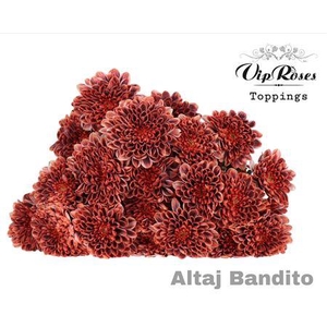 CHR T ALTAJ BANDITO