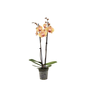 Phal After Glow 2T16+