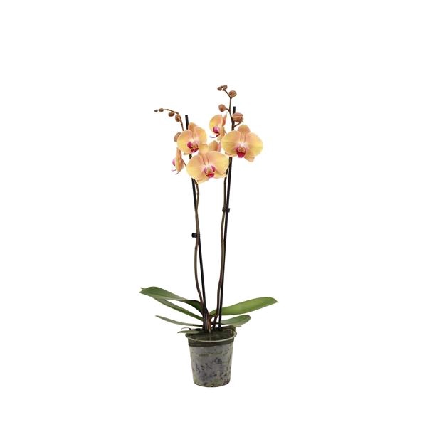 <h4>Phal After Glow 2T16+</h4>