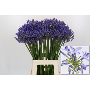 AGAP EYFORI BLUE