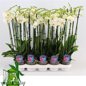 4 Tak Phalaenopsis WIT, 24+ Knop, 60 CM