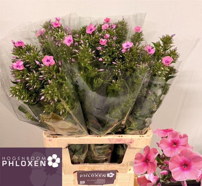 <h4>Phlox P Kiki</h4>