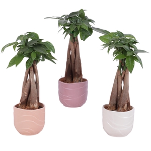 Pachira Braided Ø09cm in Ø10cm Ceramic SE660