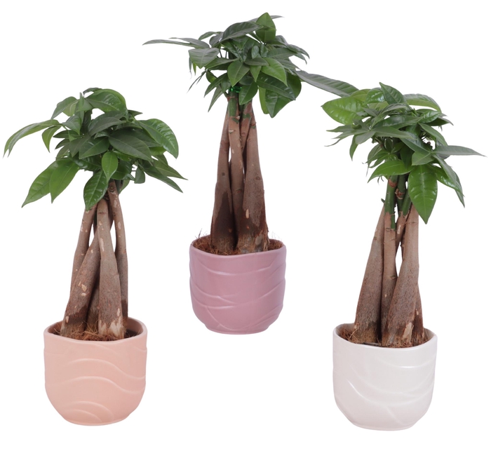 <h4>Pachira Braided Ø09cm in Ø10cm Ceramic SE660</h4>