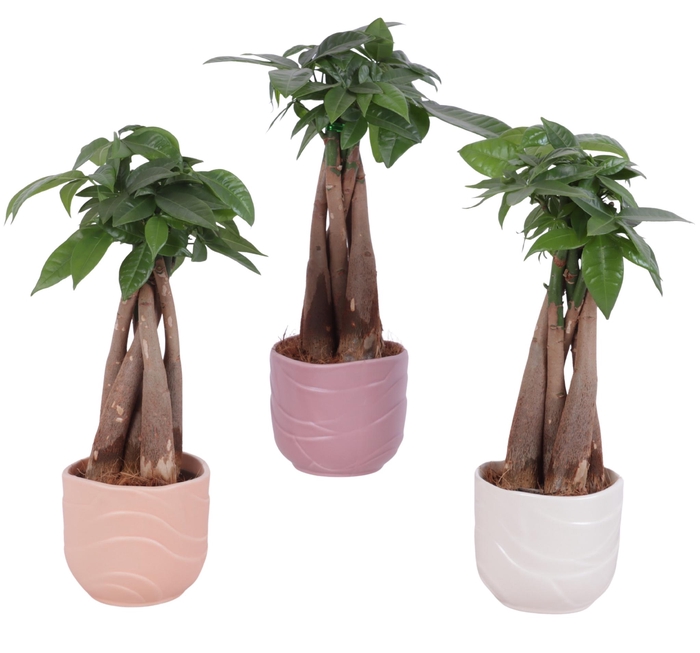 <h4>Pachira Braided Ø09cm in Ø10cm Ceramic SE660</h4>