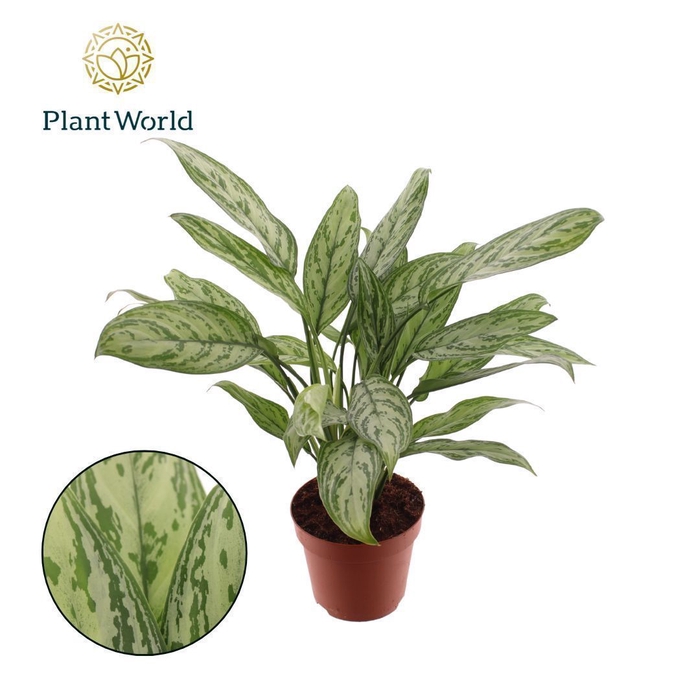 <h4>Aglaonema Silver Queen (Decorum)</h4>