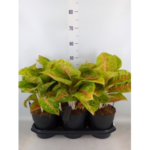Aglaonema   ...