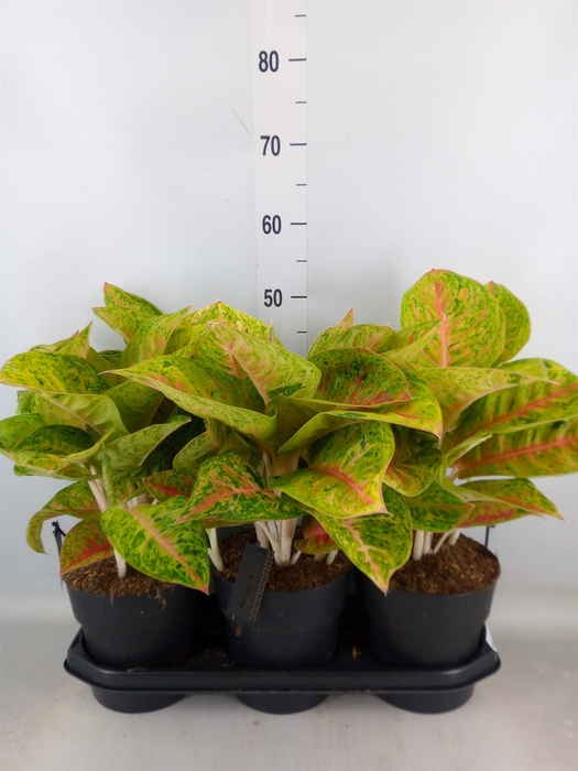 <h4>Aglaonema   ...</h4>