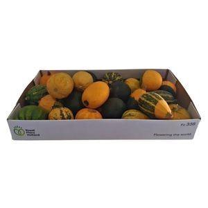 <h4>Cucurbita pepo</h4>