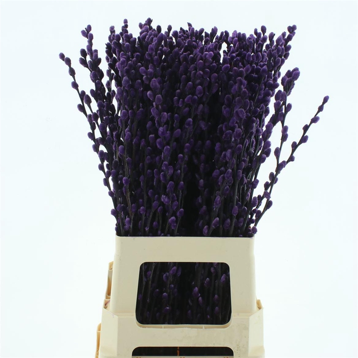 <h4>Salix Snow Flake Klb Purple</h4>