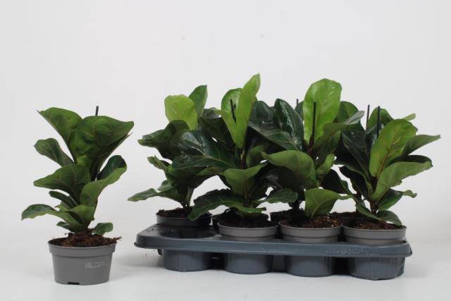 <h4>FICUS LYRATA BAMBINO</h4>